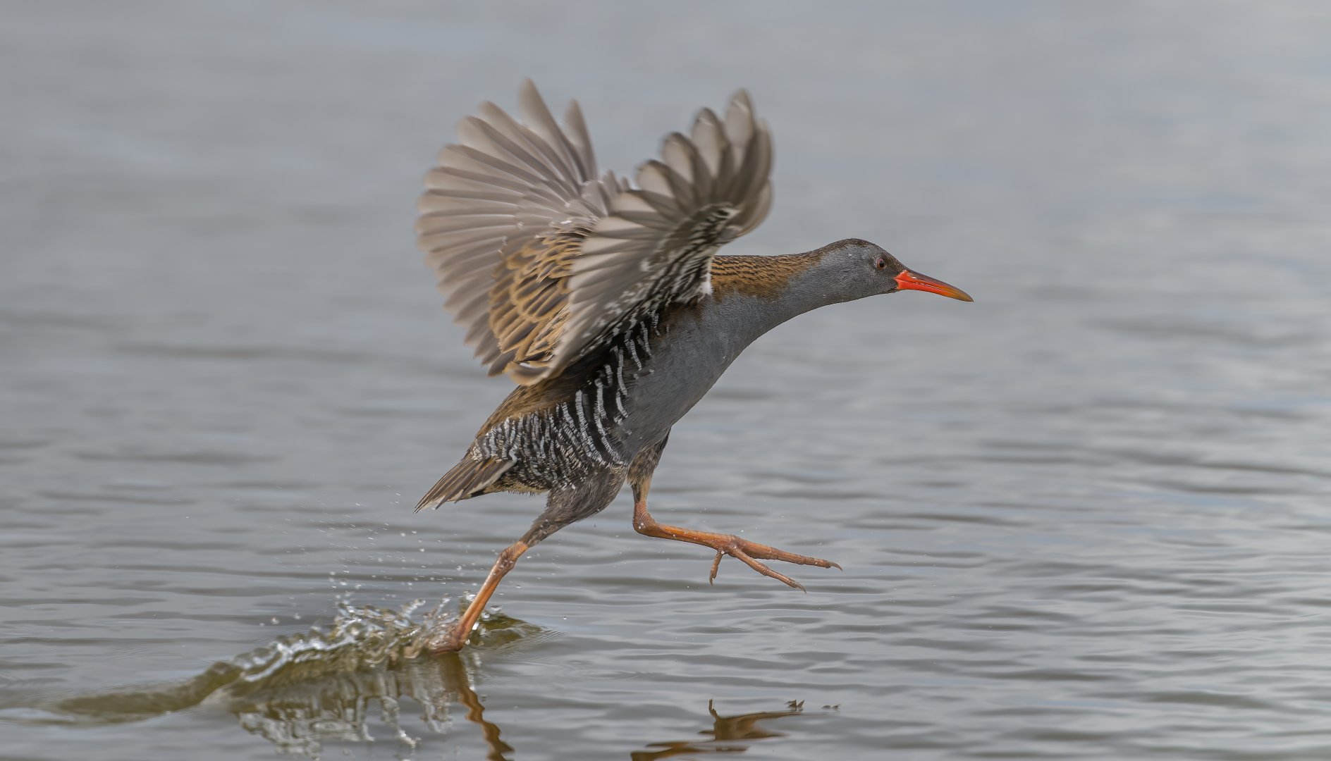 Water Rail (Wild) UK