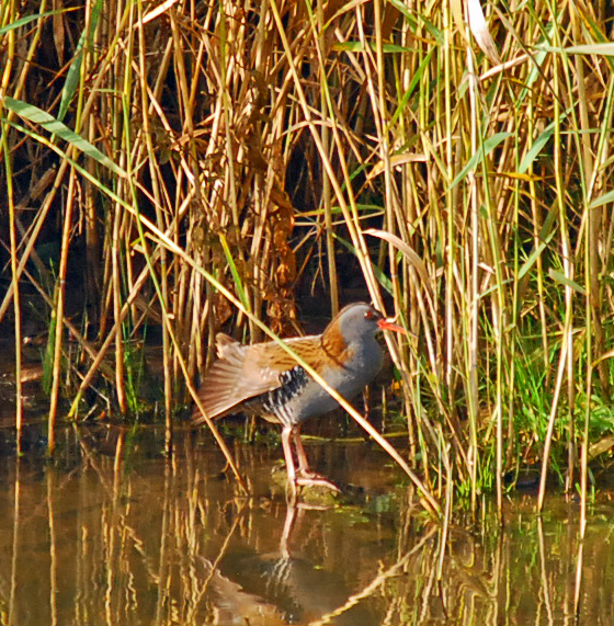 Water Rail