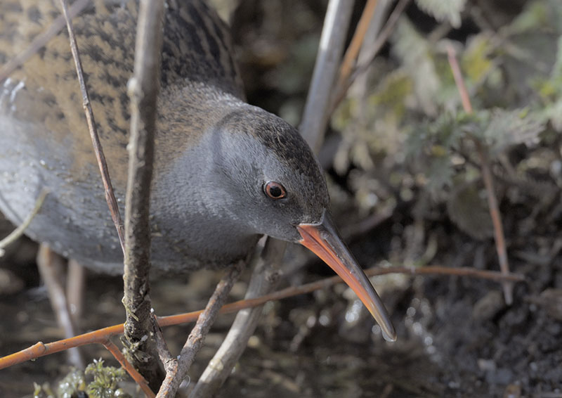 Water rail