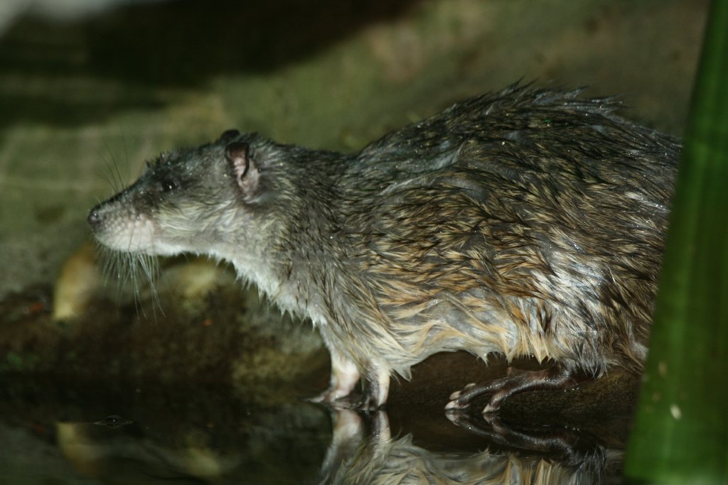 Water Rat