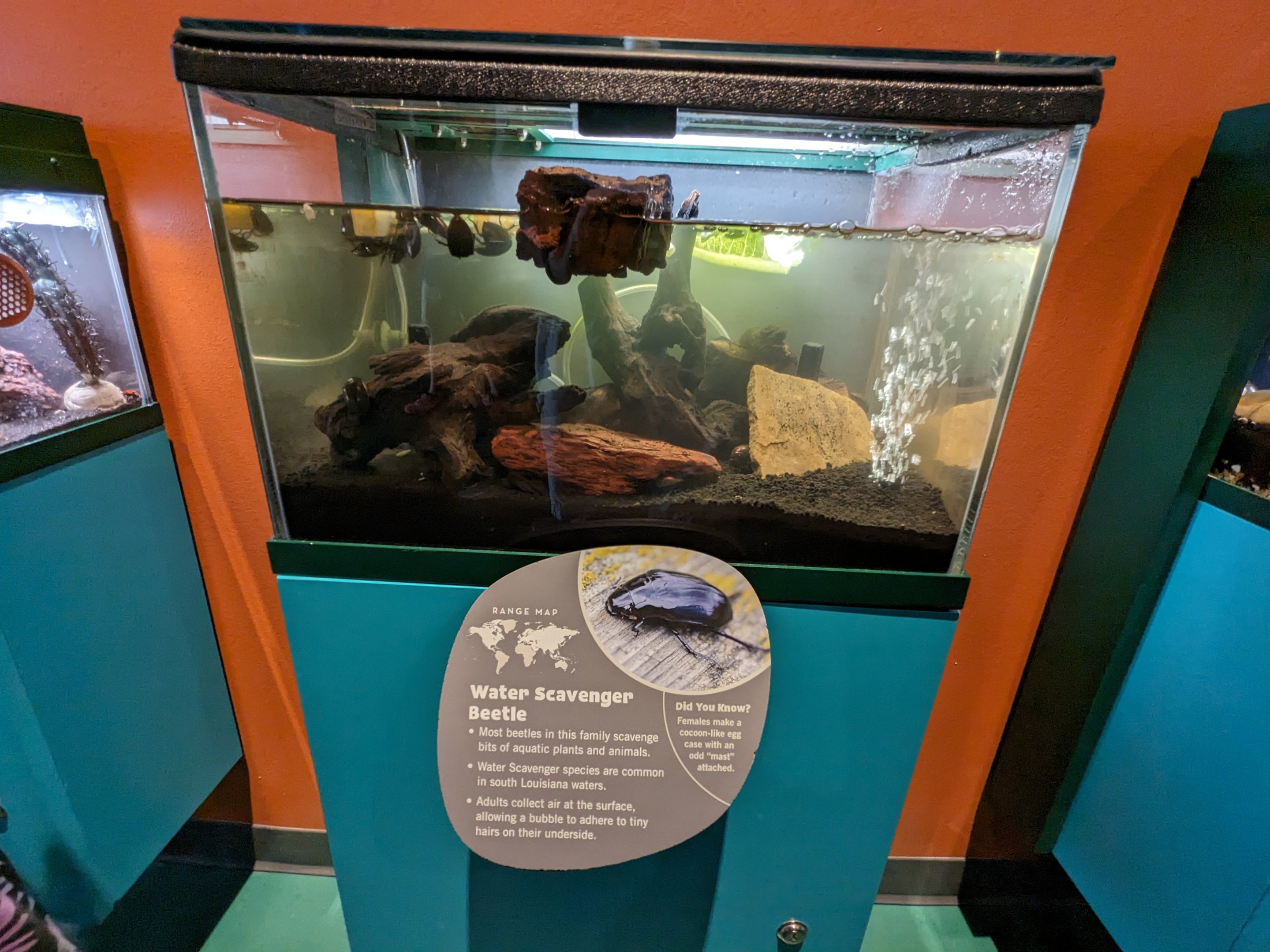 Water-scavenger beetle