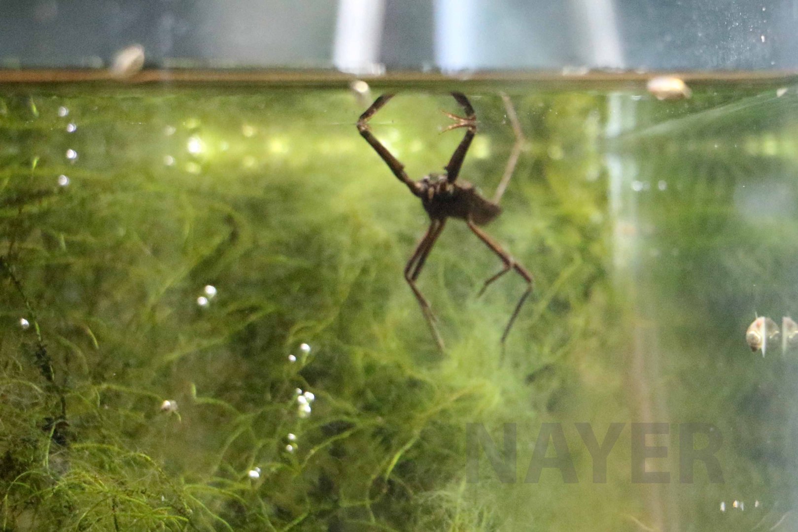 Water scorpion, October 2017