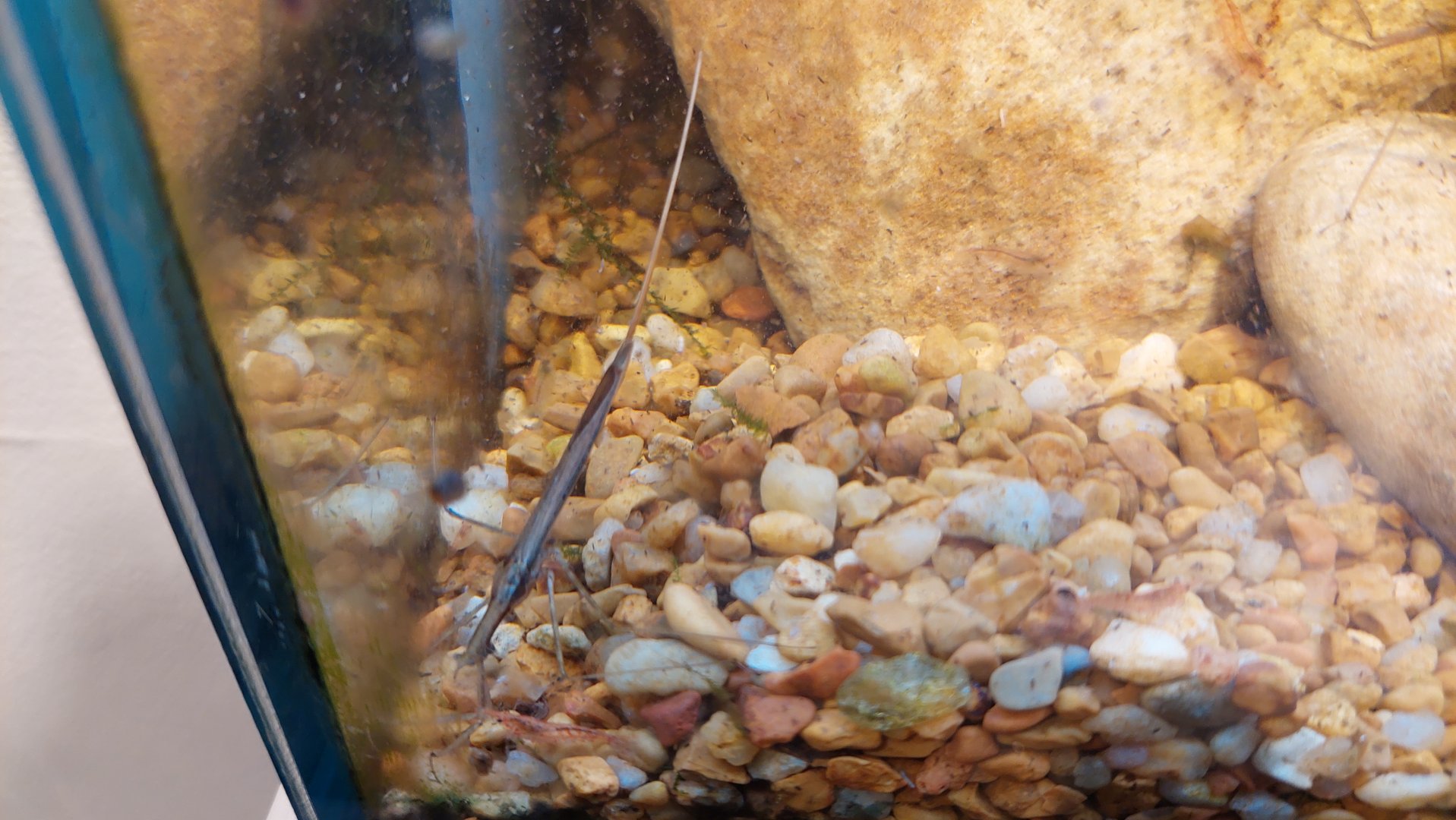 Water scorpion (Ranatra fusca)