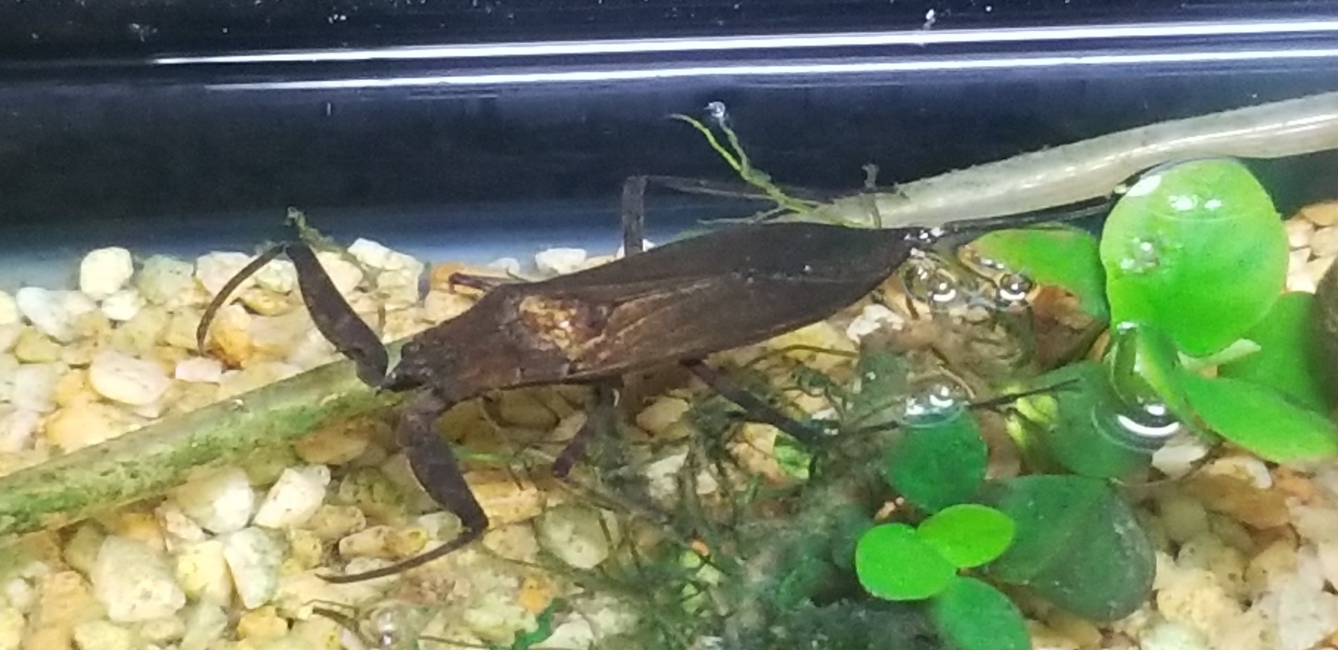 Water Scorpion