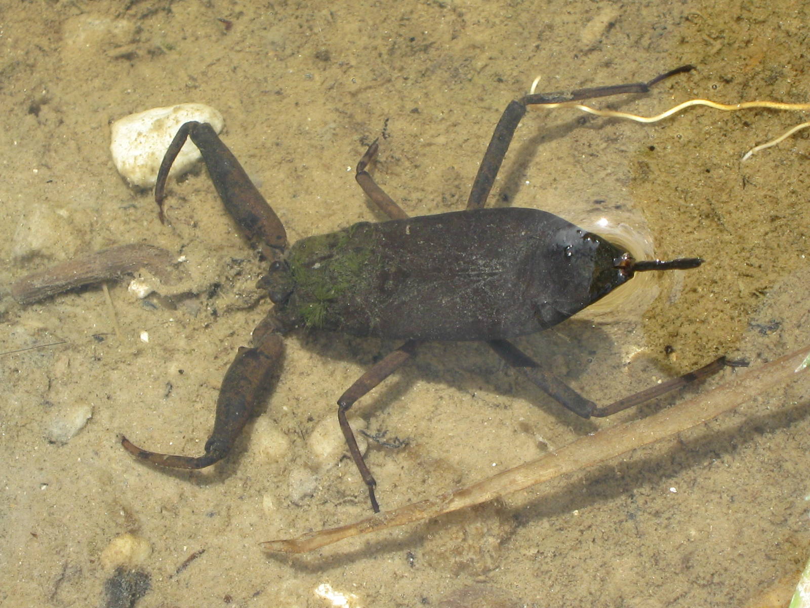 water scorpion