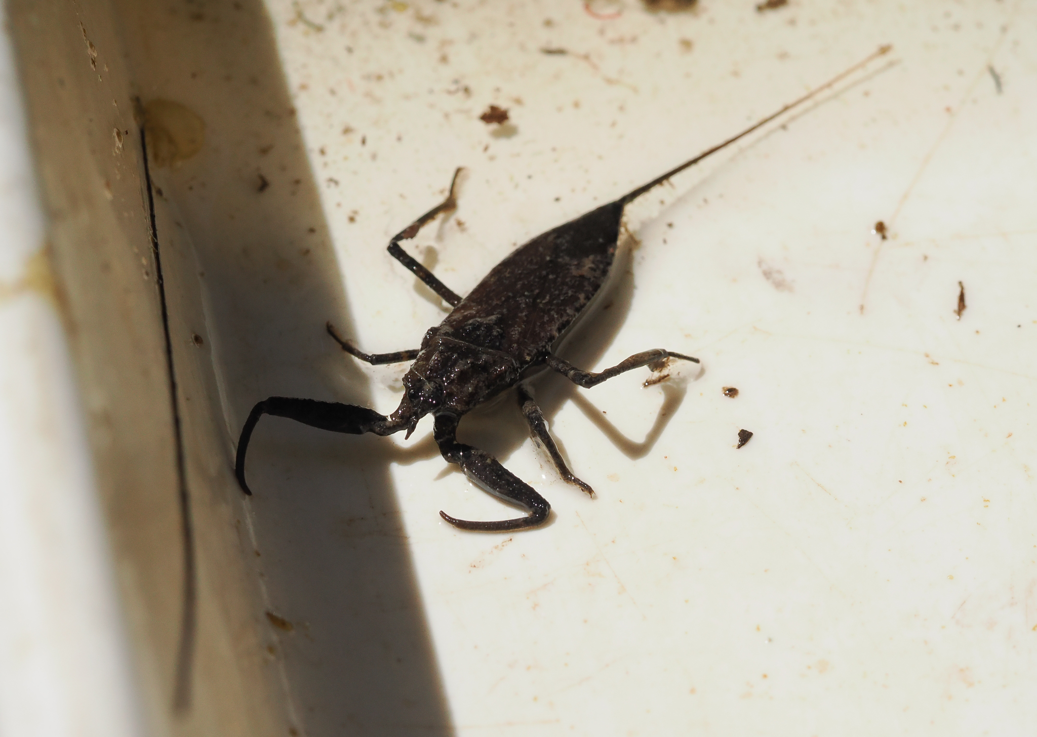Water Scorpion