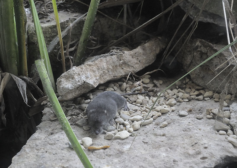 Water shrew and lunch