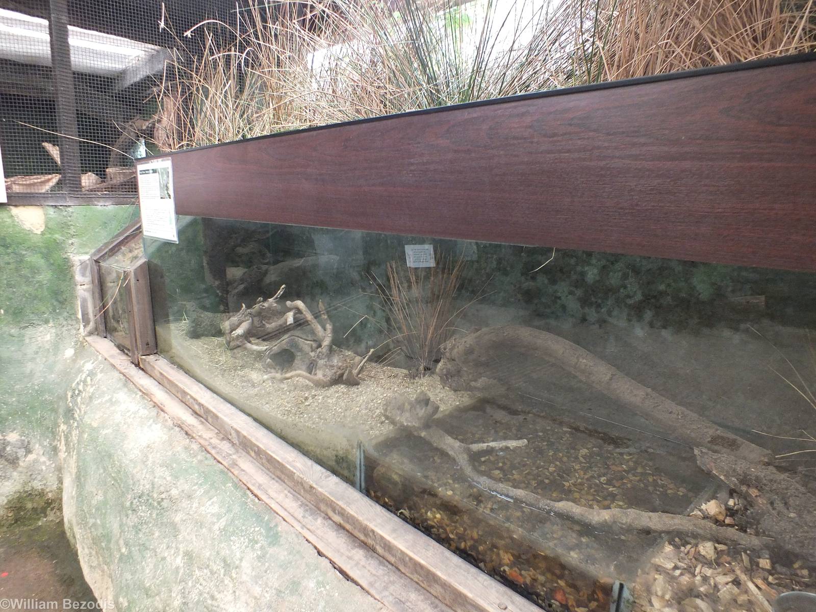 Water Shrew Enclosure