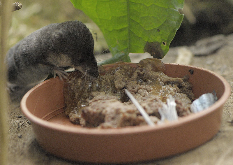 Water shrew feeding
