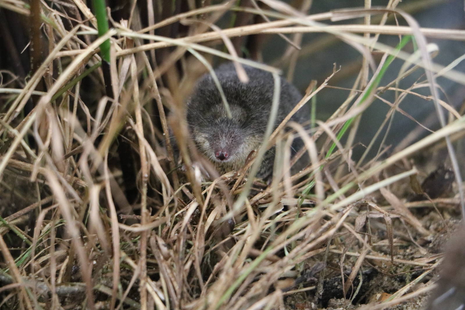 Water shrew, March 2016