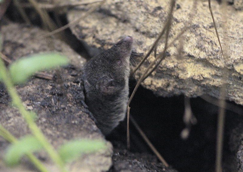 Water shrew