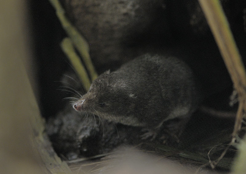 Water shrew