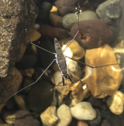 Water skater ID?