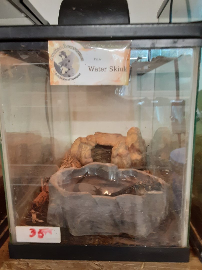 Water Skink exhibit