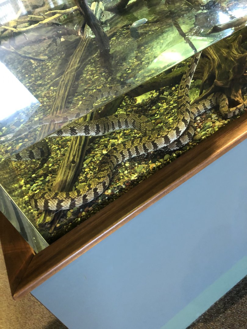 Water Snake ID