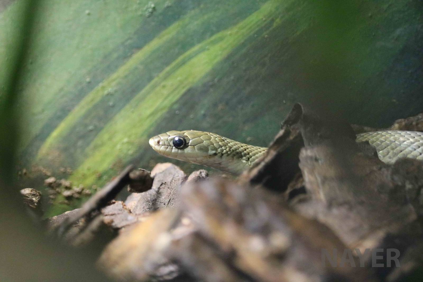 Water snake - Instituto Butantan, April 2016