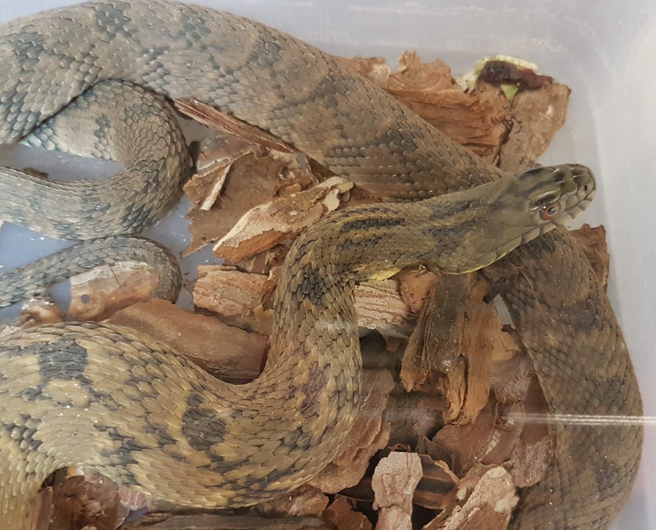 Water snake - Nerodia rhombifer