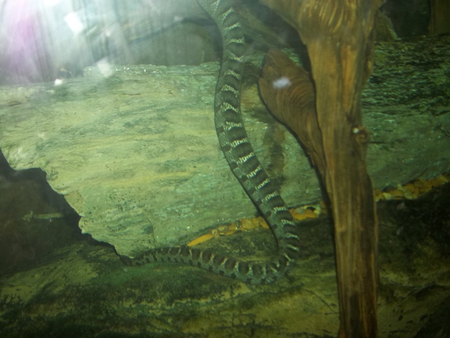 Water Snake