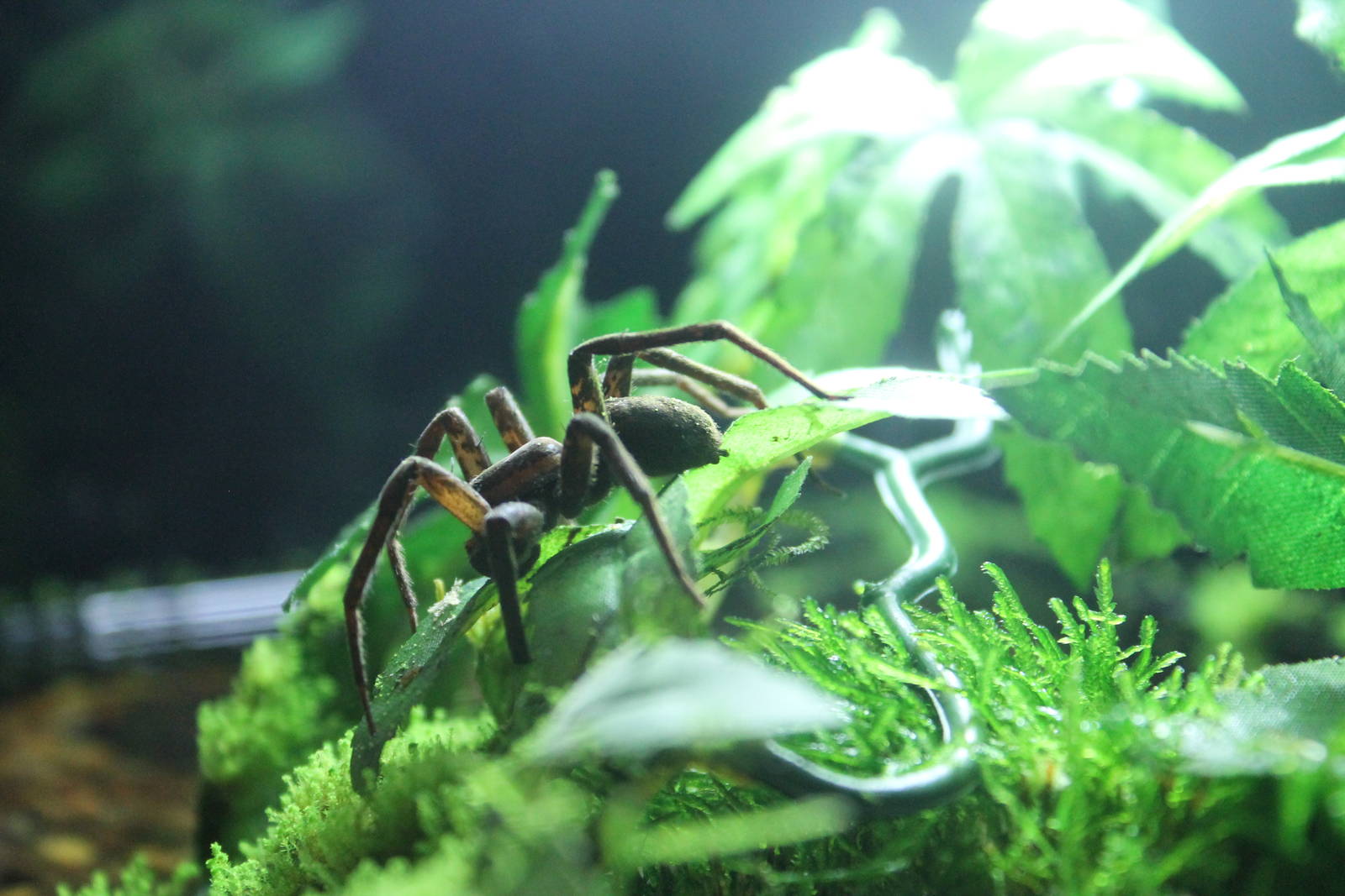 water spider (Dolomedes sp)