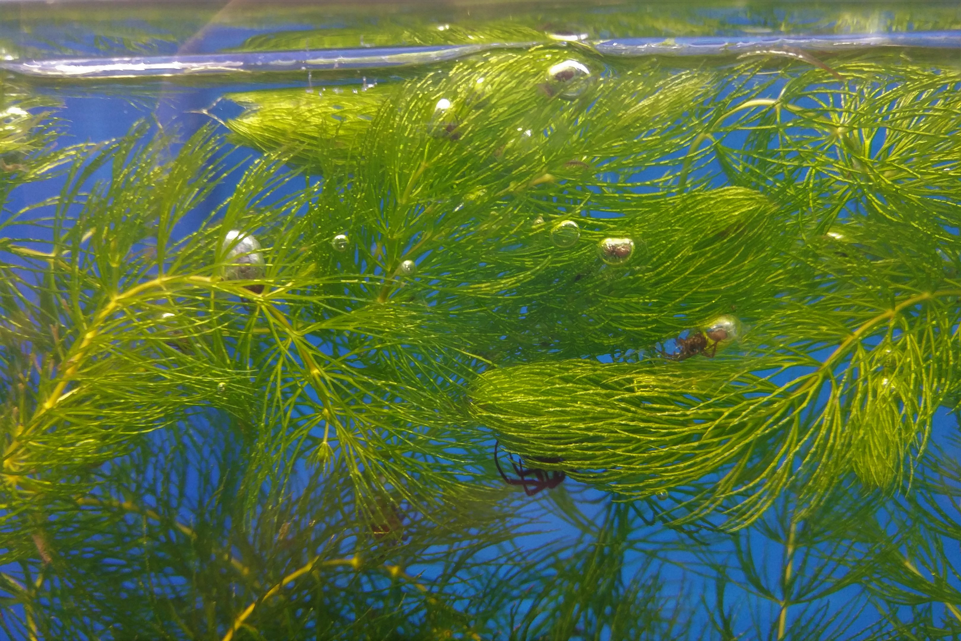 Water Spider Exhibit