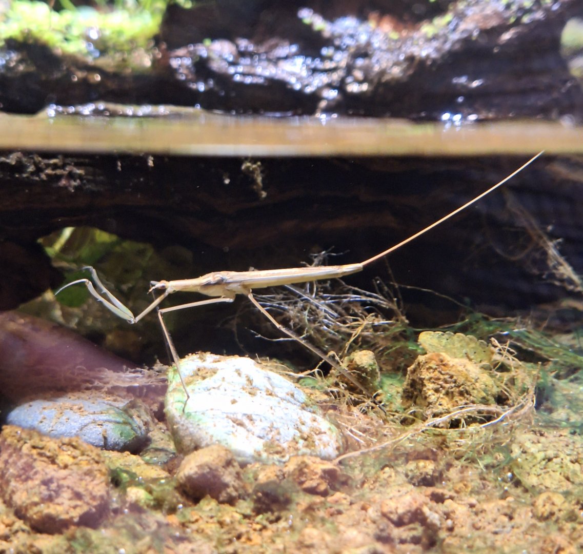 Water Stick Insect (Ranatra chinensis) - Uozu Aquarium