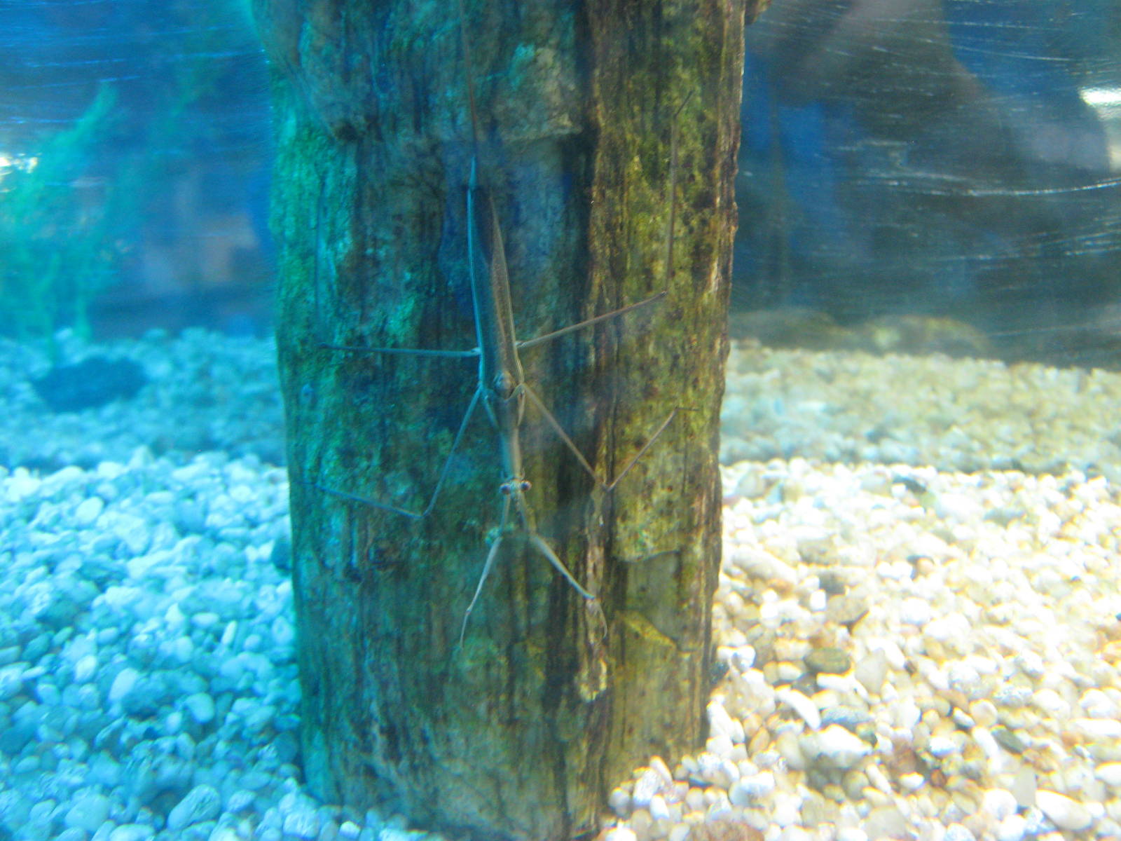 water stick-insect (Ranatra chinensis)