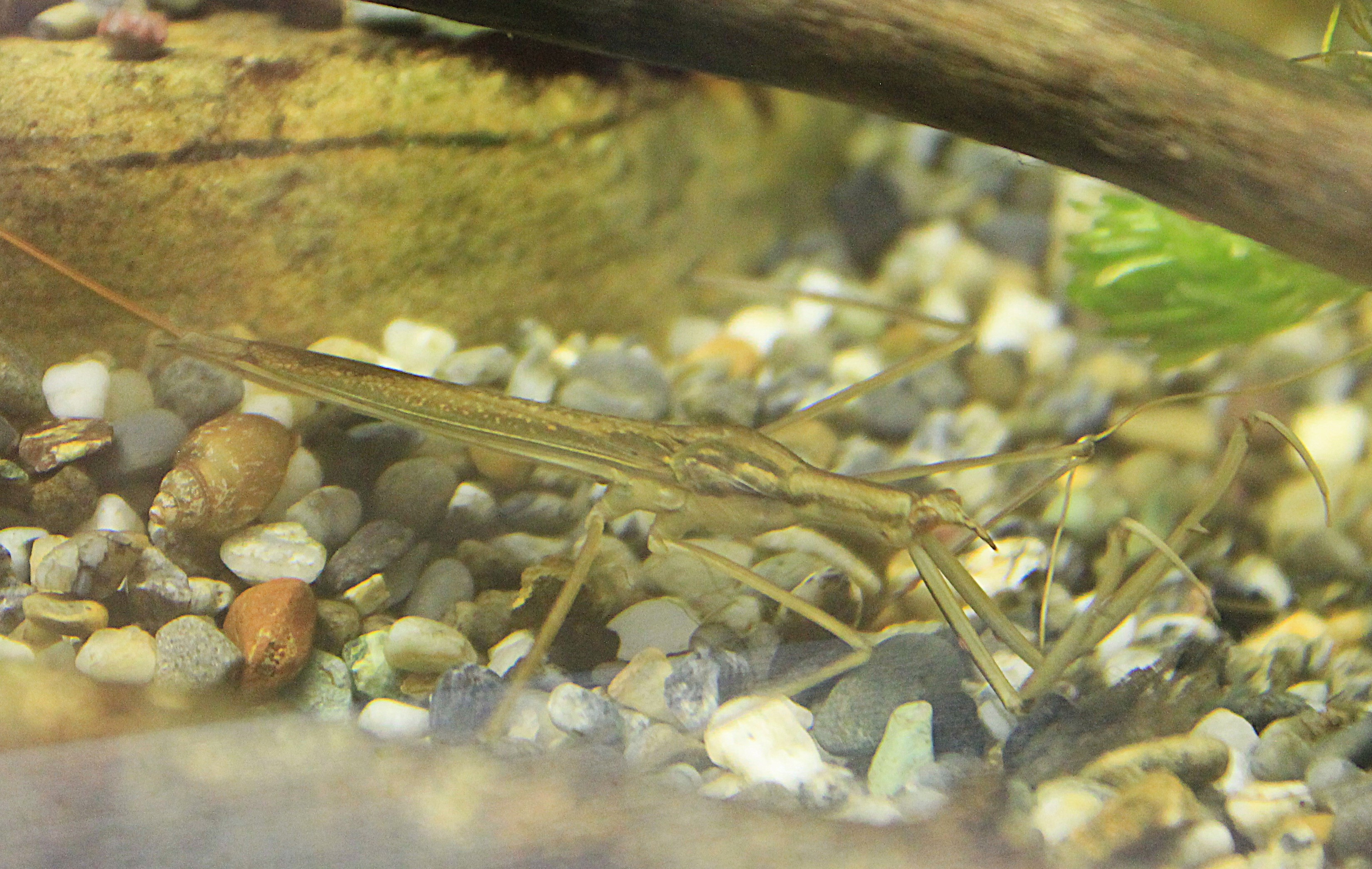 Water Stick-Insect (Ranatra chinensis)