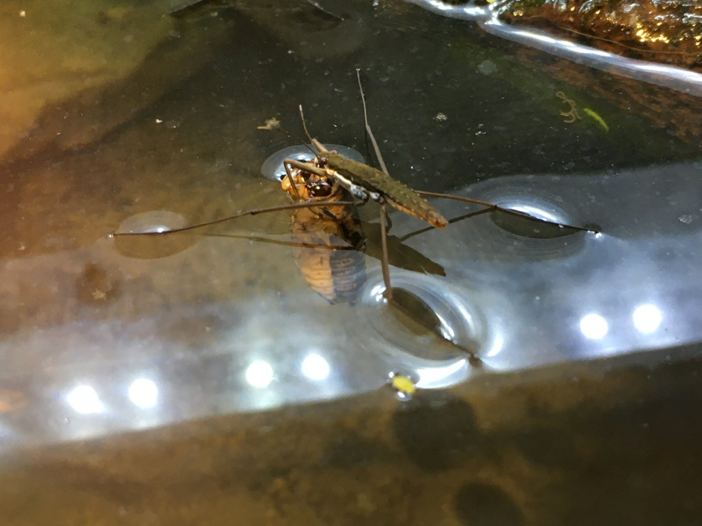 Water Strider (Gerris marginatus)