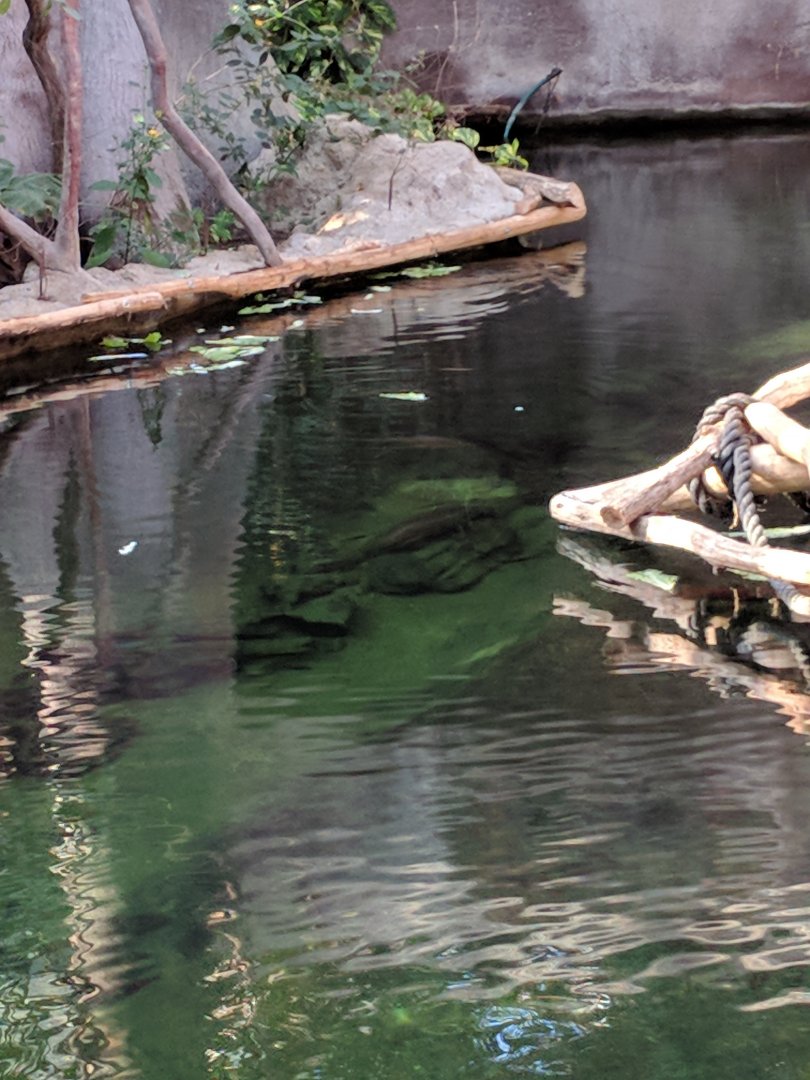 Water surronding Orang Utan Enclosure Zoo Praha 2018