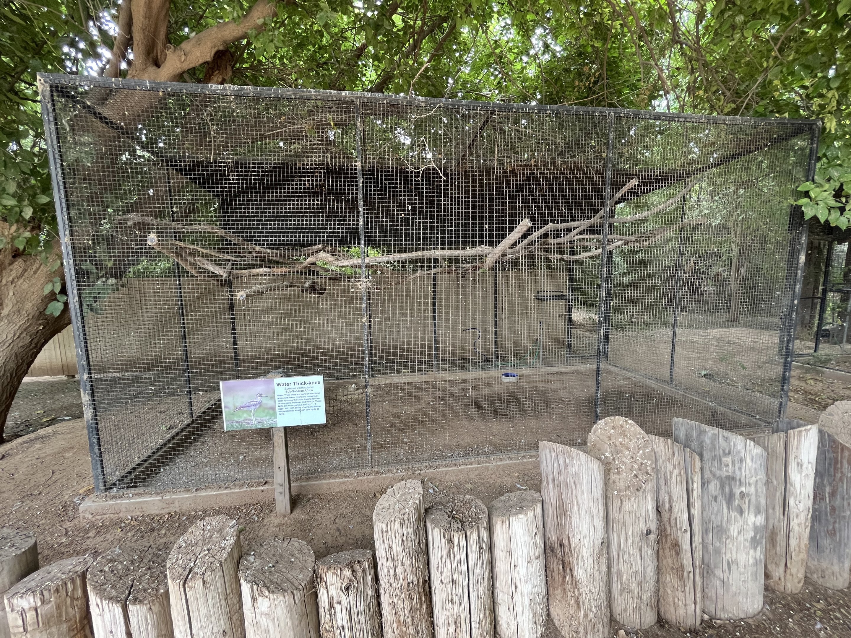 Water Thick-knee Aviary