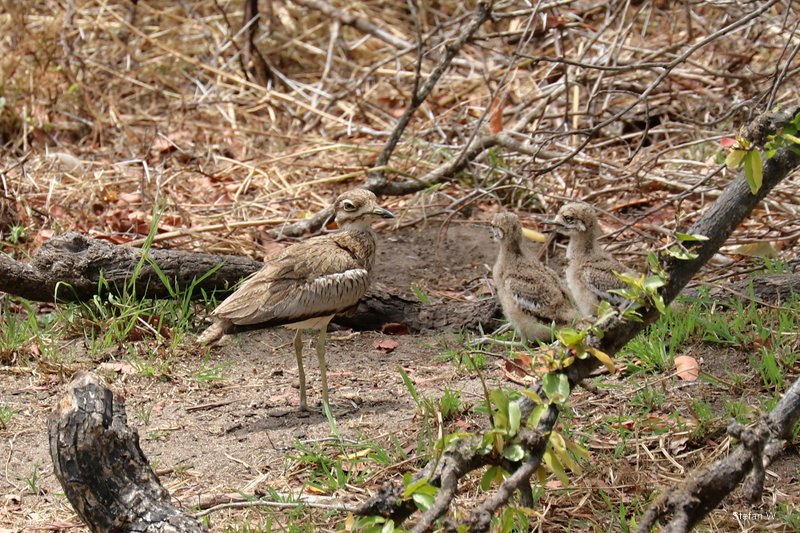 Water Thick-knee  (Burhinus vermiculatus)