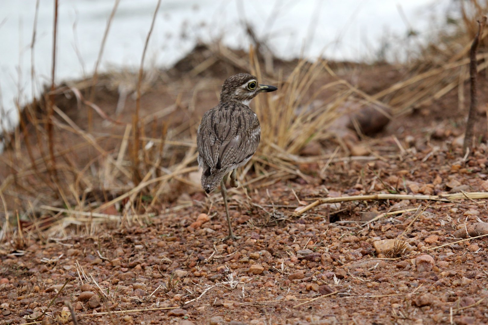 Water Thick-Knee (Burhinus vermiculatus)