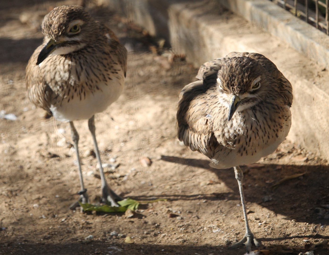 Water Thick-knee (Burhinus vermiculatus)