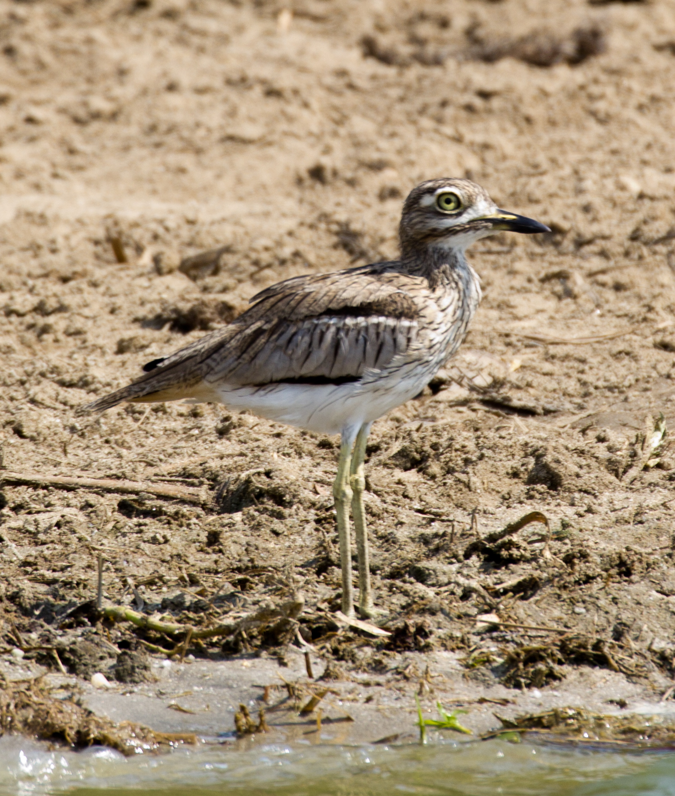 Water Thick-knee