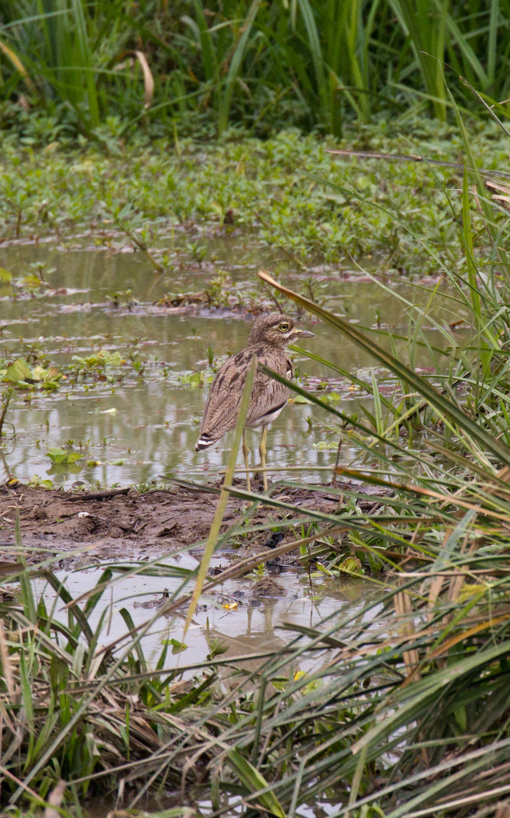 Water Thick-knee