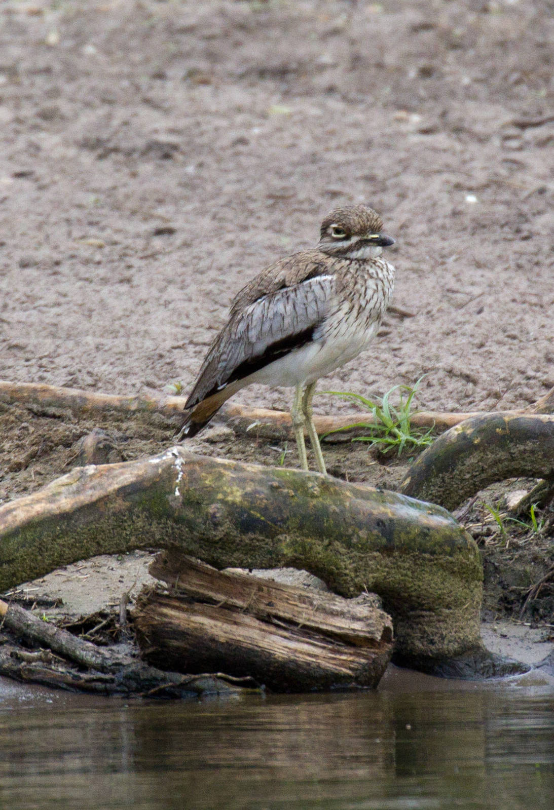 Water Thick-knee