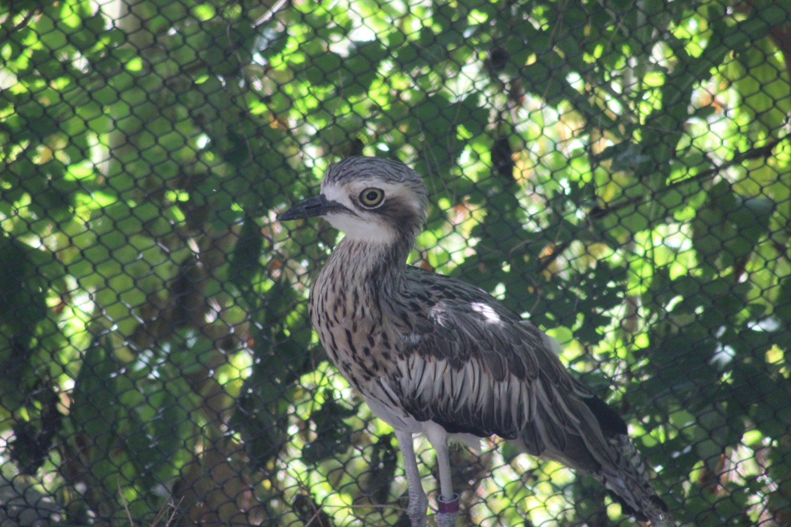 Water Thick-Knee