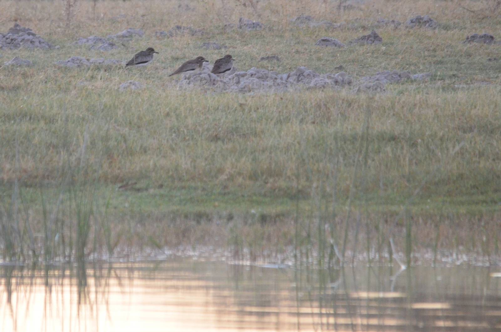 Water Thick-knees, Moremi Game Reserve, Botswana, 29/04/16