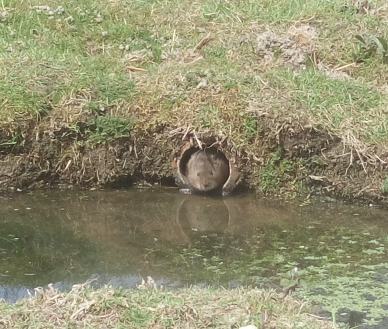 Water Vole 18/4/22