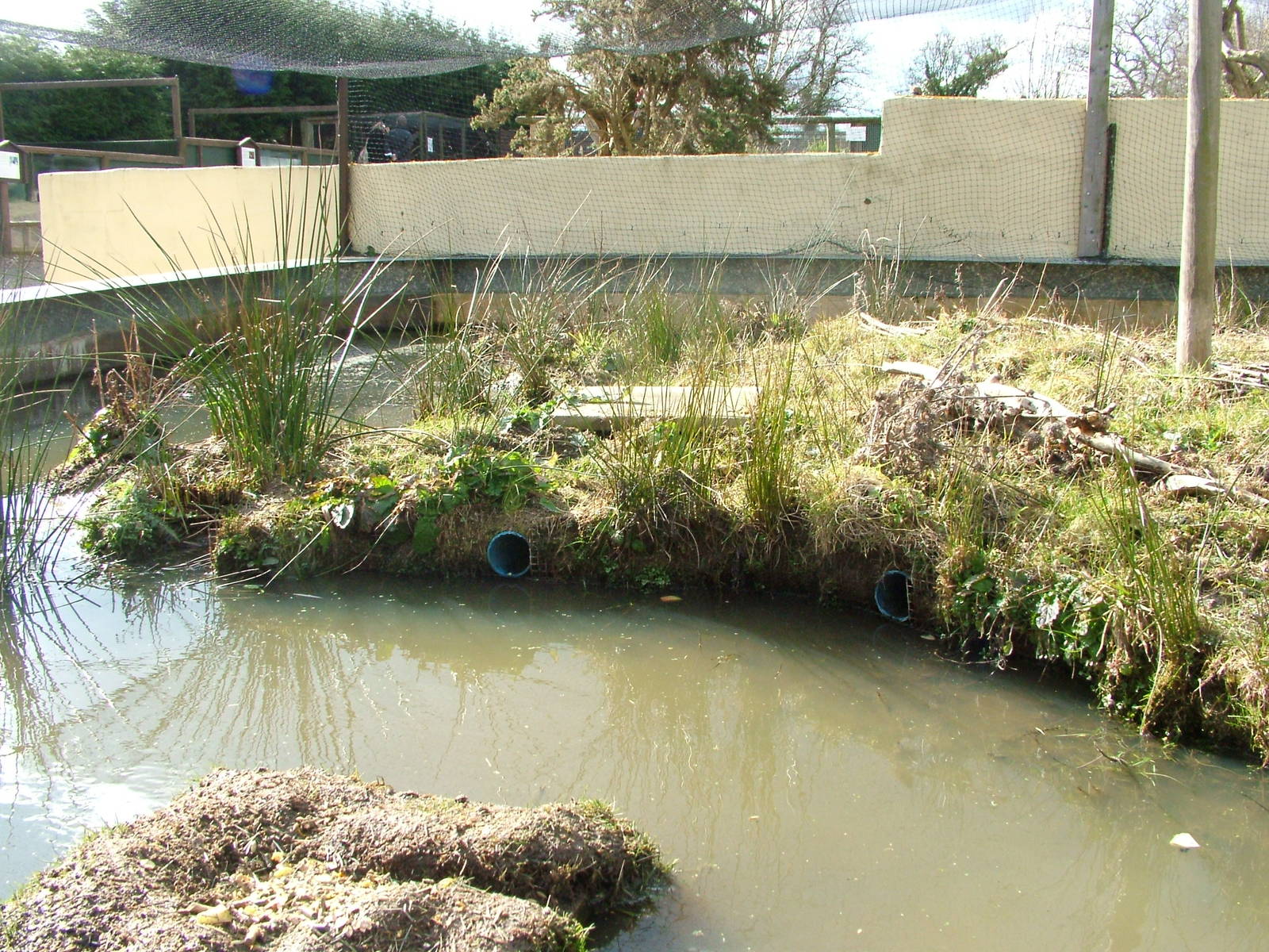 Water Vole and Marsh Frog exhibit at the British Wildlife Centre 14/03/10