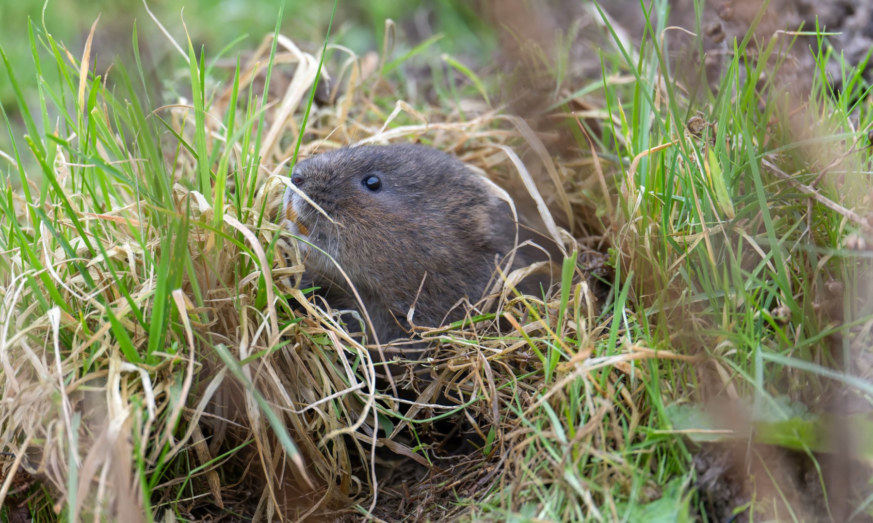 Water vole British Wildlife Centre, UK
