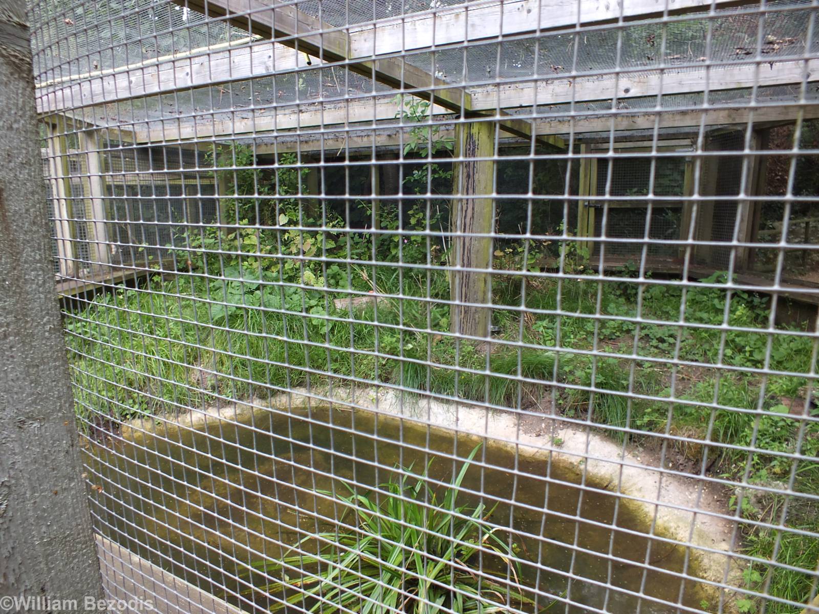 Water Vole Enclosure