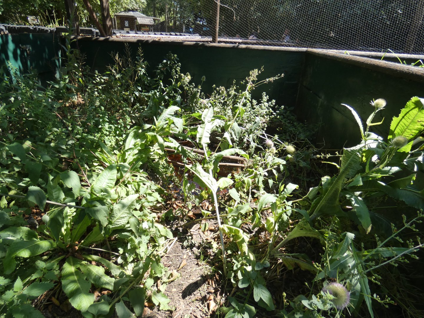 Water Vole enclosure