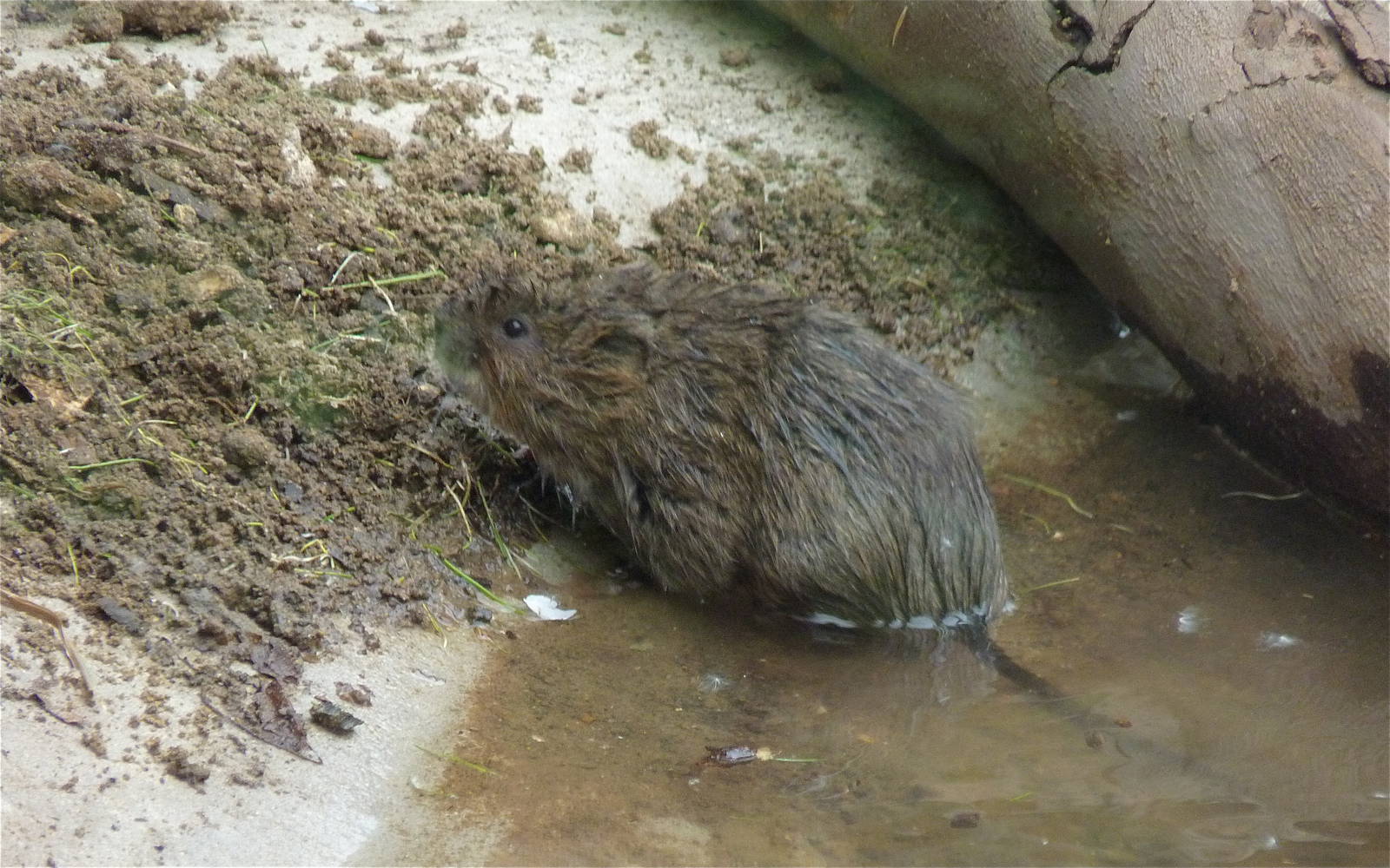 Water Vole fresh from a Dip