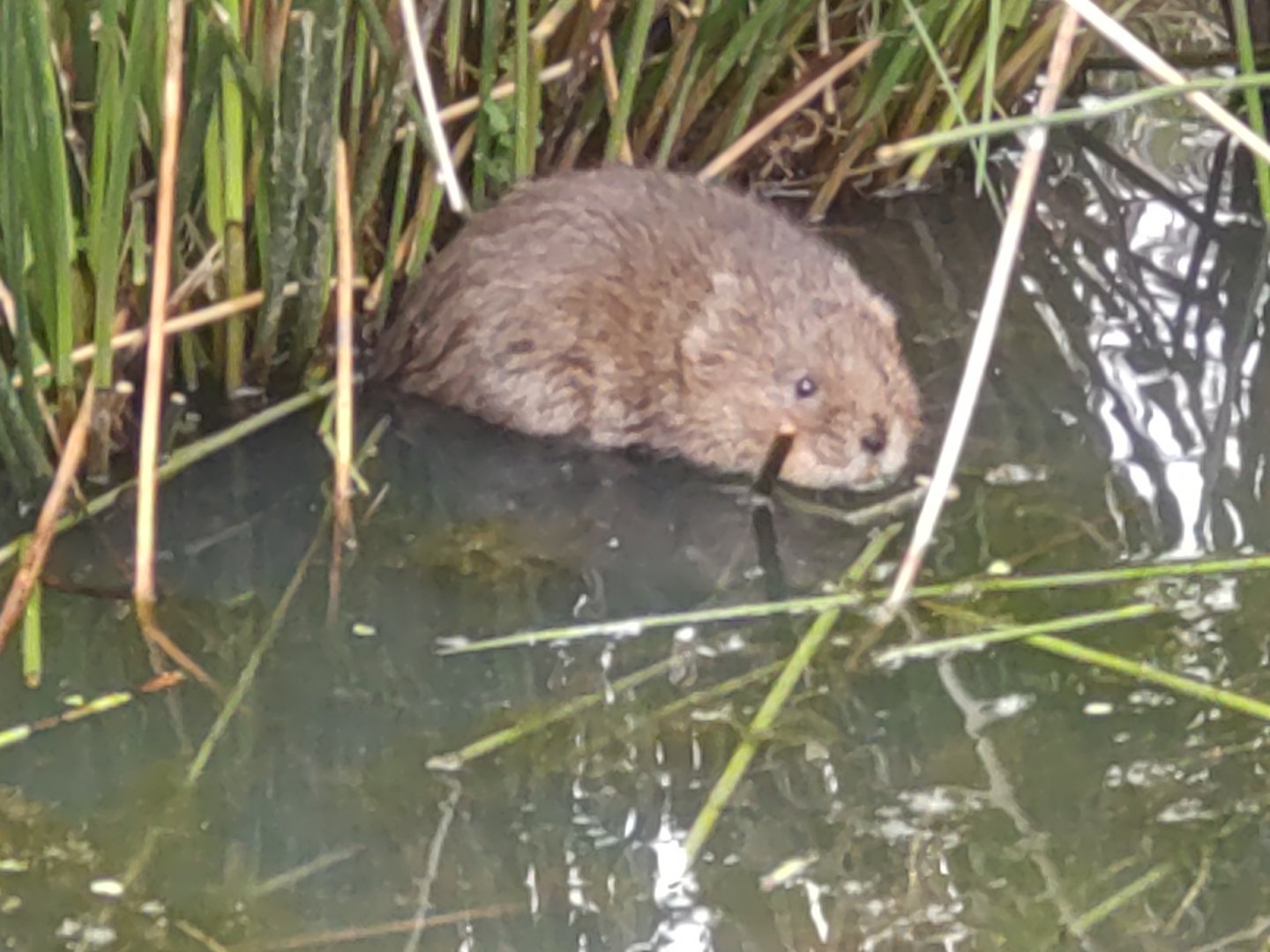 Water Vole May 2024
