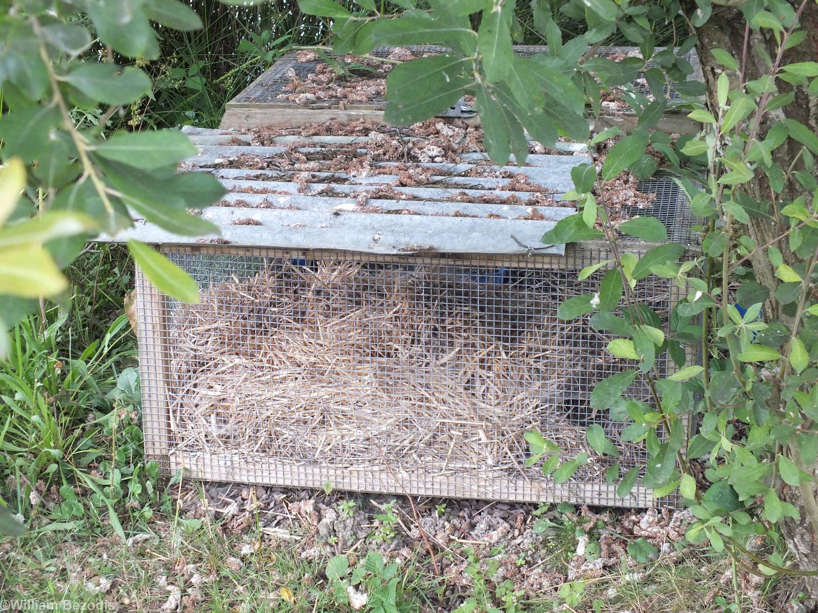 Water Vole Soft Release Cage