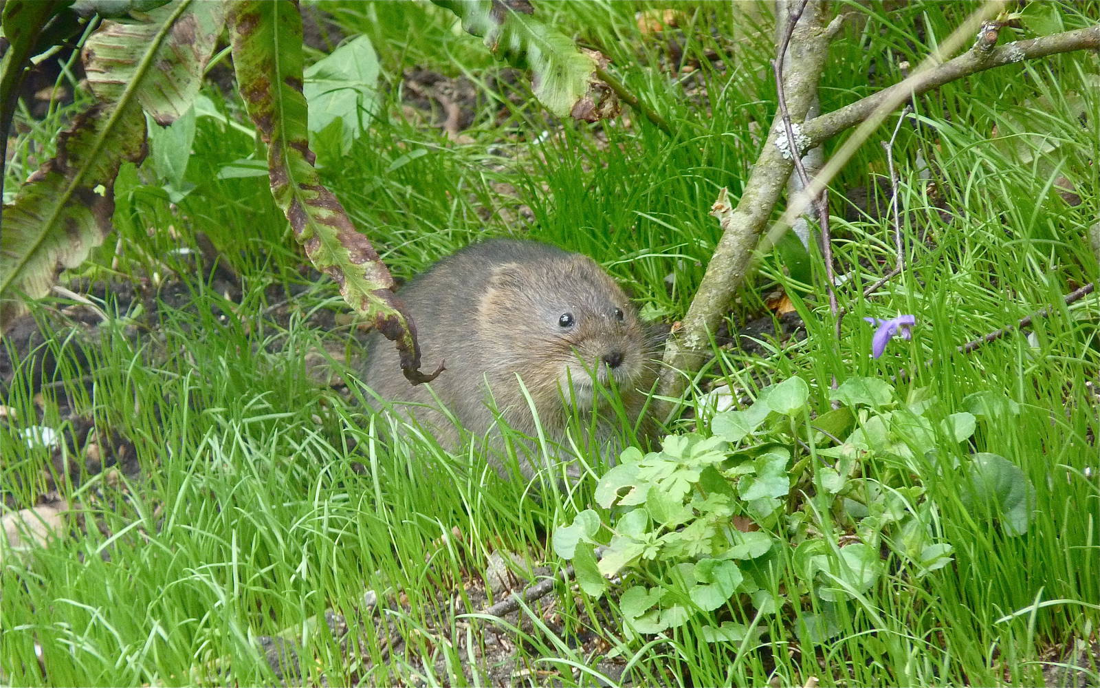 Water Vole