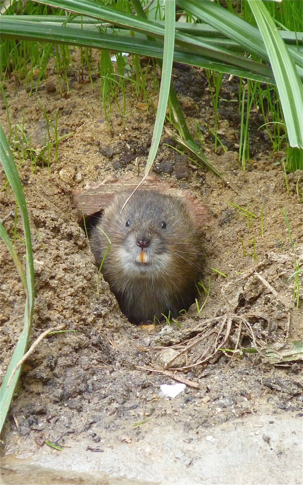 Water Vole