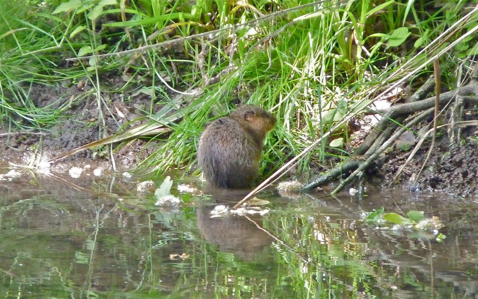 Water Vole