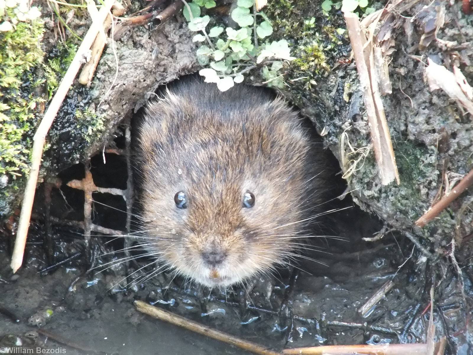 Water Vole